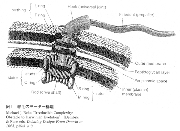 図１鞭毛のモーター構造